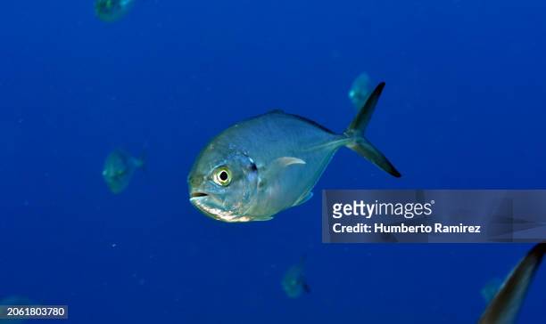 blue runners. - blue runner fish stock pictures, royalty-free photos & images