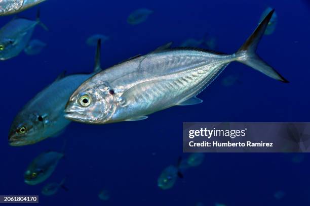 blue runners. - herring stock pictures, royalty-free photos & images