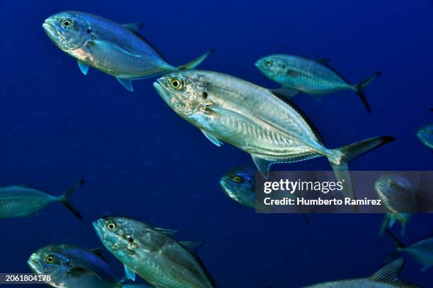 blue runners. - blue runner fish stock pictures, royalty-free photos & images