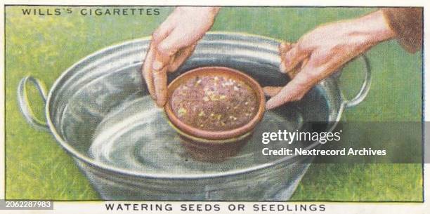 Collectible tobacco card published by British tobacco manufacturer Will's Cigarettes in 1923 in a series titled 'Garden Hints' depicting instructions...