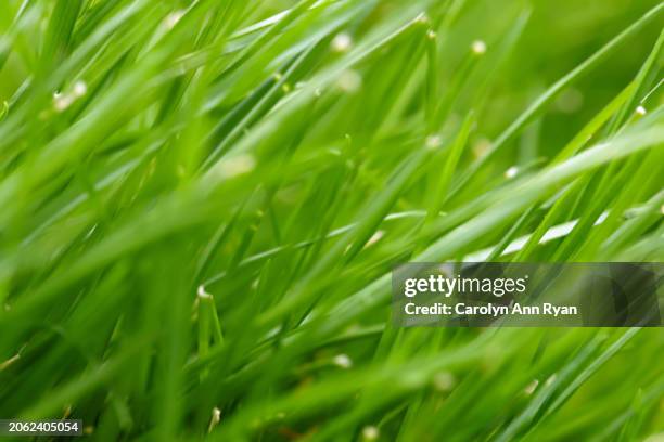 green grass - charlotte north carolina summer stock pictures, royalty-free photos & images