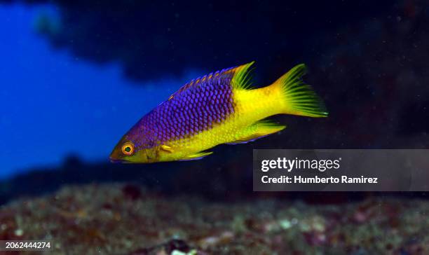 spanish hogfish - wrasses stock pictures, royalty-free photos & images