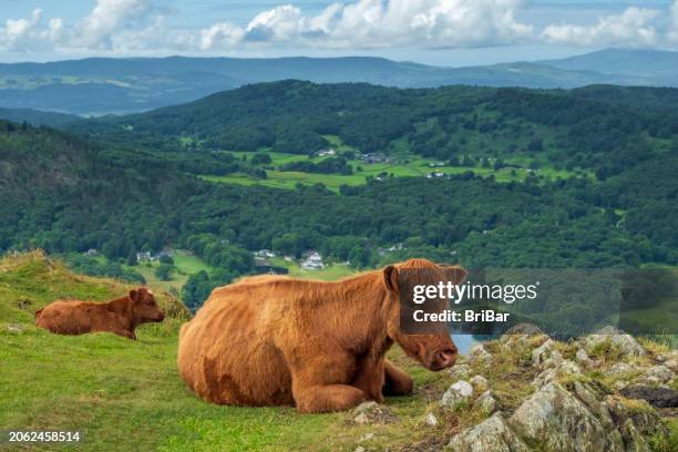 english lake district highland cattle - bull face stock pictures, royalty-free photos & images