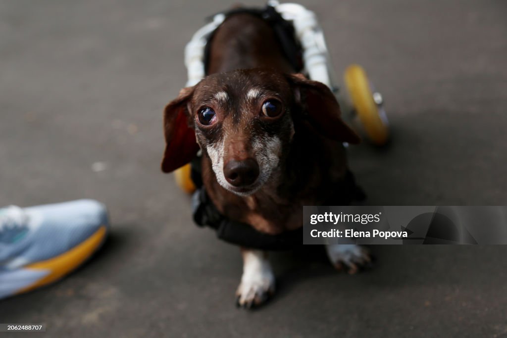 Disabled Chocolate Dachshund Dog Walking With Wheelchair At The Street On Sunny Autumn Day