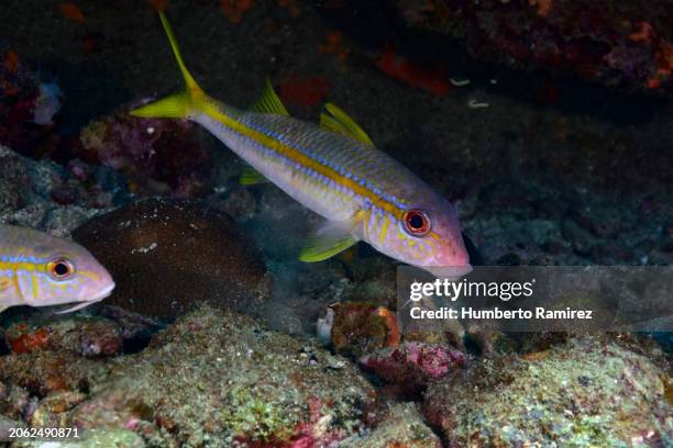 Goat Fish Photos and Premium High Res Pictures - Getty Images