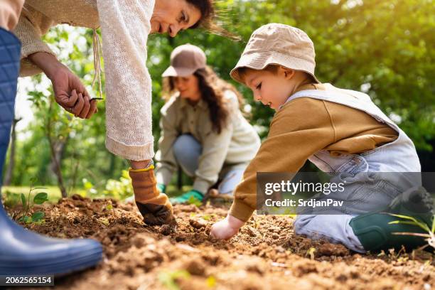 jardinería familiar juntos - sembrar fotografías e imágenes de stock