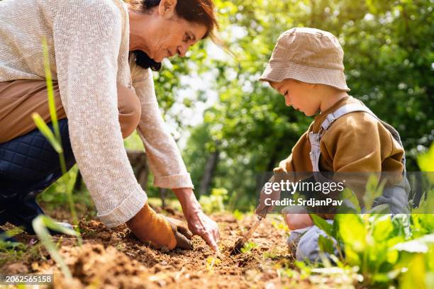 abuela y nieto jardinería - sembrar fotografías e imágenes de stock