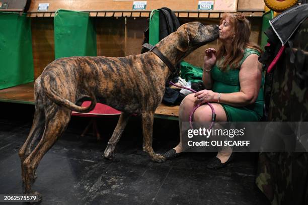 Great Dane gets a kiss competing in the Working and Pastoral class on the third day of the Crufts dog show at the National Exhibition Centre in...