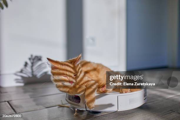 kitten sleeps on a robot vacuum cleaner - sleep hygeine stock pictures, royalty-free photos & images