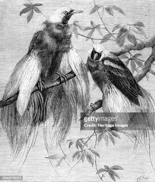 Birds of Paradise in the Zoological Society's Gardens, Regent's Park, [London], 1862. '...when in the interior of Sumatra...Mr. A. R. Wallace, the...