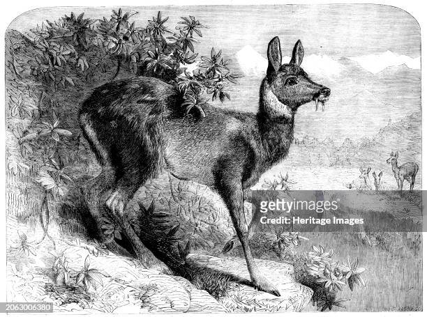 The musk deer, 1862. 'The true musk perfume has been brought to Europe for many years, but the animal which yields it has never yet been seen alive...