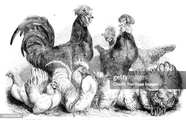 Crevecoeur fowls and Japanese bantams from the summer exhibition of poultry, pigeons, and rabbits at the Crystal Palace, 1862. 'The Crevecoeur Fowls...