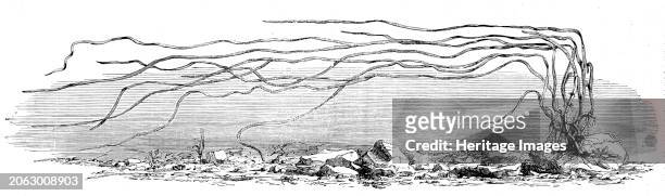The Zostera marina, or grass-wrack, Mr. Harben's proposed substitute for cotton, 1862. The Civil War in America affected cotton imports needed to...