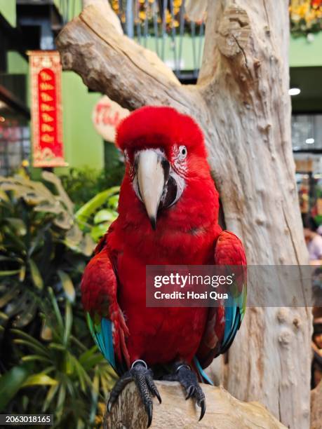 red parrot macaw - guacamayo escarlata fotografías e imágenes de stock