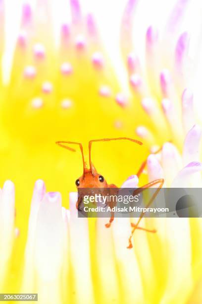 ant climbing water lily's pollen - animal behavior. - animal antenna stock-fotos und bilder