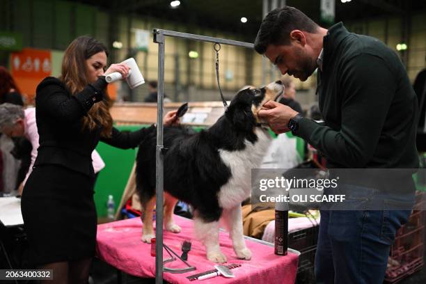 An Australian Shepherd dog is prepared during the Working and Pastoral class competition on the third day of the Crufts dog show at the National...