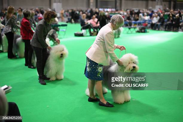 Old English Sheepdogs are judged in the Working and Pastoral class competition on the third day of the Crufts dog show at the National Exhibition...
