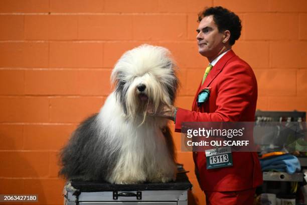 An Old English Sheepdog is groomed ahead of judging in the Working and Pastoral class competition on the third day of the Crufts dog show at the...
