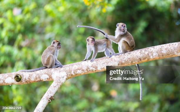 crab-eating macaque (macaca fascicularis) in kinabatangan - island of borneo stock pictures, royalty-free photos & images
