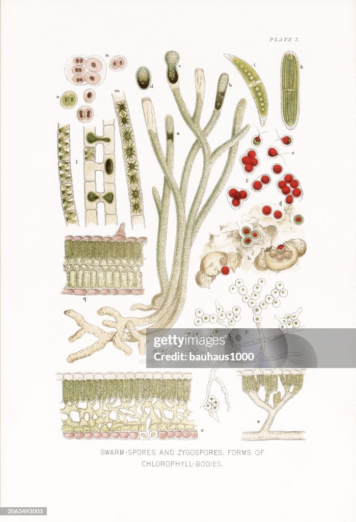 Natural History of Plants, Victorian Botanical Illustration, 1897
Swarm-Spores and Zygospores and Forms of Chlorophyll Bodies