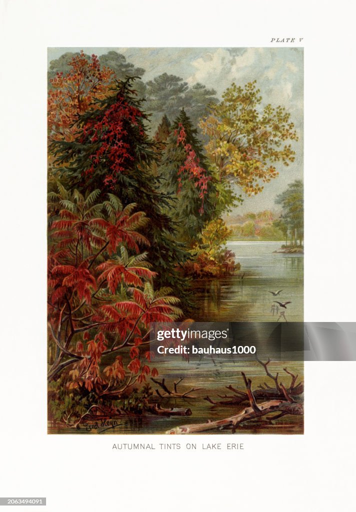 Natural History of Plants, Victorian Botanical Illustration, 1897
Autumn Tints on Lake Erie