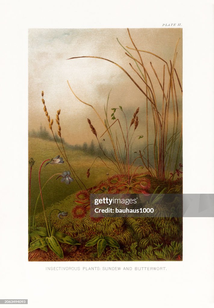Natural History of Plants, Victorian Botanical Illustration, 1897
Insectivorous Plants Sundew and Butterwort