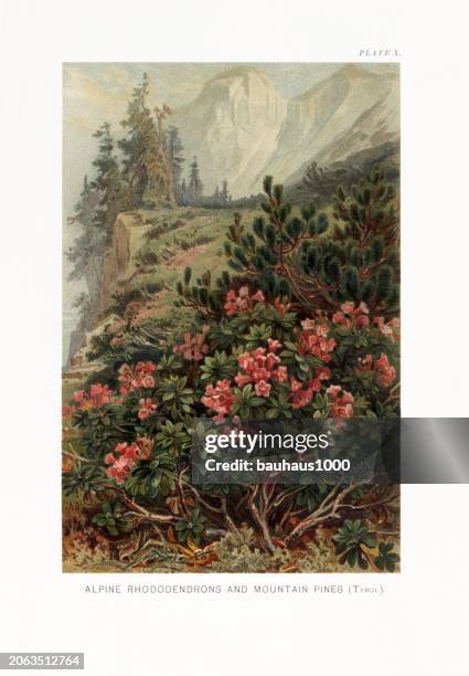 natural history of plants, victorian botanical illustration, 1897alpine rhododendrons and mountain pines - rhododendron ferrugineum stock illustrations