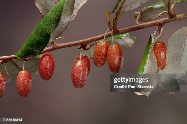 elaeagnus pungens (russian olive, thorny olive, spiny oleaste, silverthorn) - fruits - elaeagnus stock pictures, royalty-free photos & images