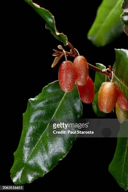 elaeagnus pungens (russian olive, thorny olive, spiny oleaste, silverthorn) - fruits - elaeagnus stock pictures, royalty-free photos & images