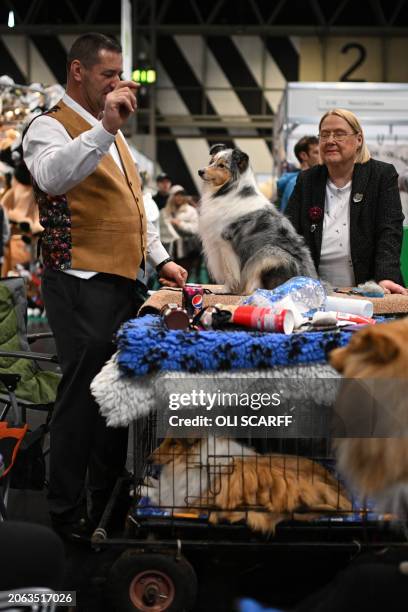 Shetland Sheepdog is prepared during the Working and Pastoral class competition on the third day of the Crufts dog show at the National Exhibition...