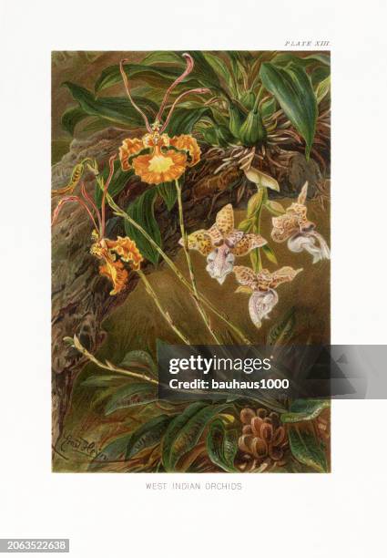 ilustraciones, imágenes clip art, dibujos animados e iconos de stock de natural history of plants, victorian botanical illustration, 1897
west indian orchids - orchideae