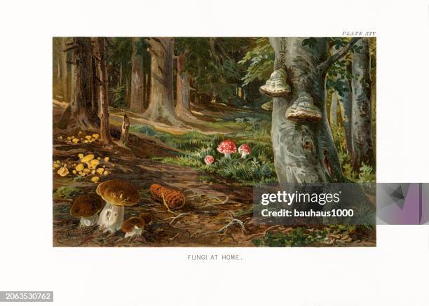 stockillustraties, clipart, cartoons en iconen met natural history of plants, victorian botanical illustration, 1897fungi at home - eetbare paddenstoel