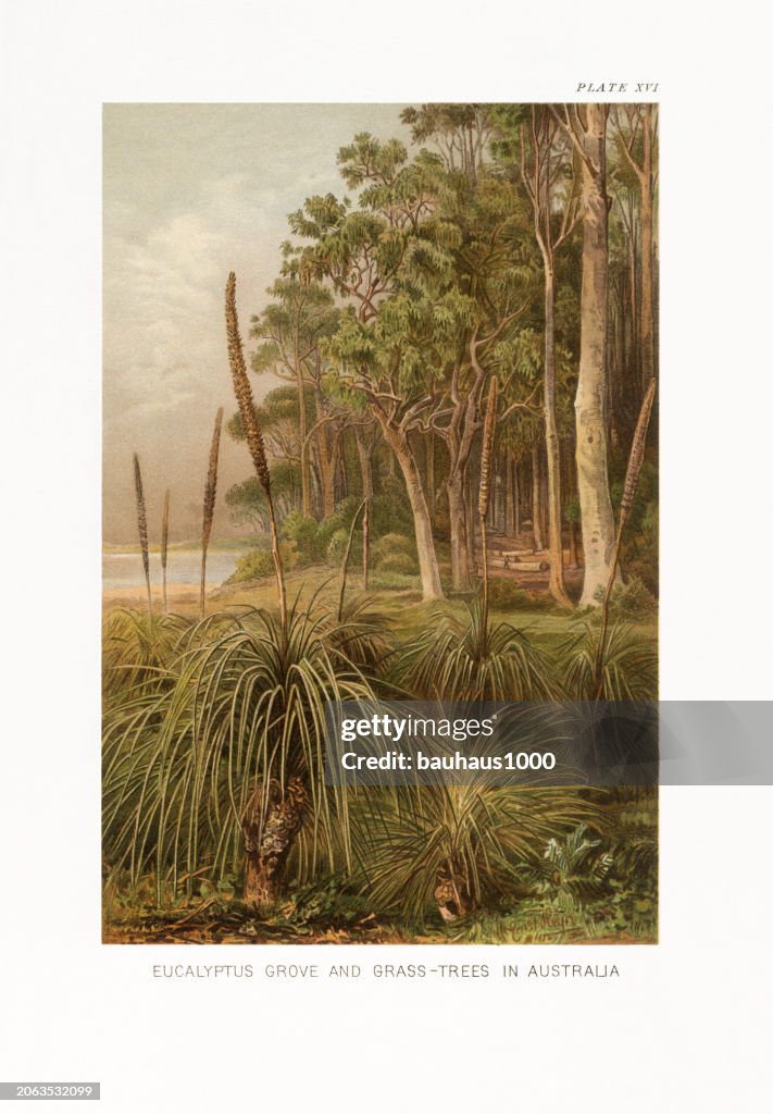 Natural History of Plants, Victorian Botanical Illustration, 1897
Eucalyptus Grove and Grass Trees in Australia