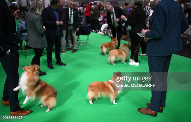 Shetland Sheepdogs are judged in the Working and Pastoral class competition on the third day of the Crufts dog show at the National Exhibition Centre...