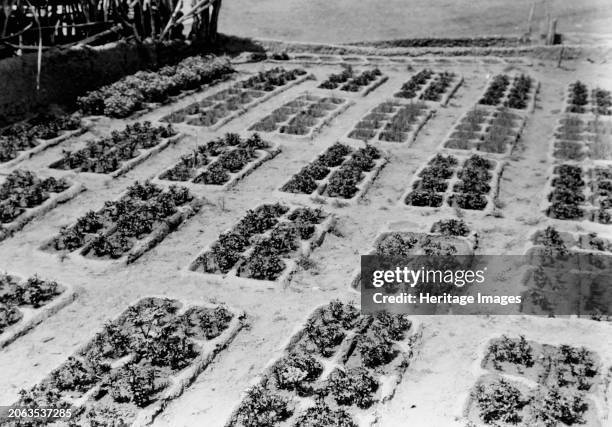 Zuni gardens, circa 1927. Creator: Edward Sheriff Curtis.