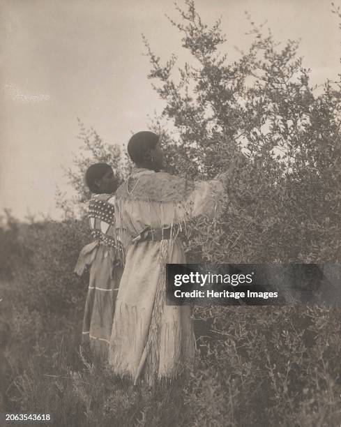 Buffalo berry gatherers-Mandan, circa 1908. Creator: Edward Sheriff Curtis.