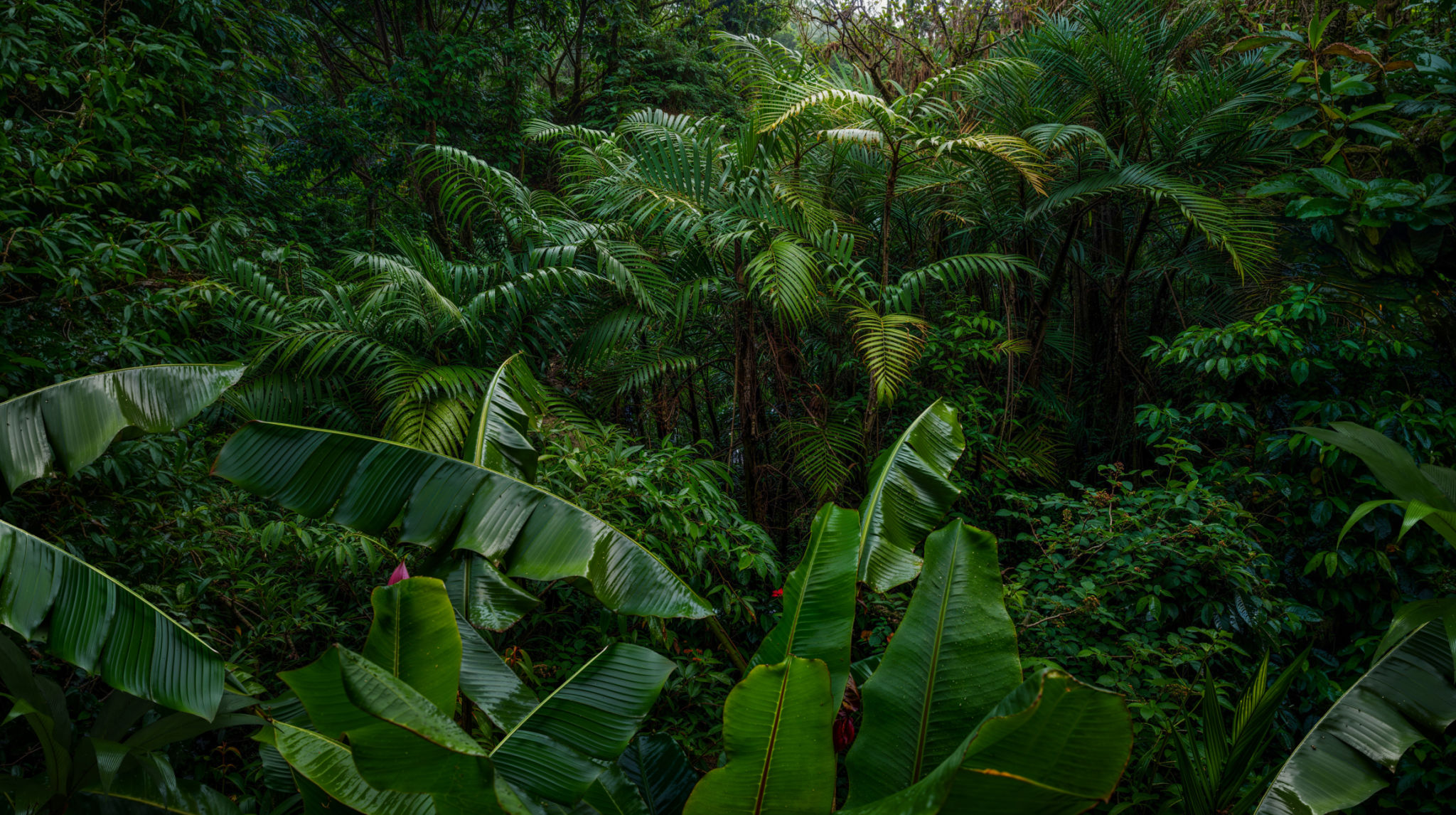 tropical rainforest