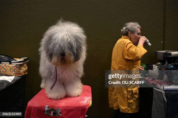 An Old English Sheepdog is prepared ahead of judging in the Working and Pastoral class competition on the third day of the Crufts dog show at the...