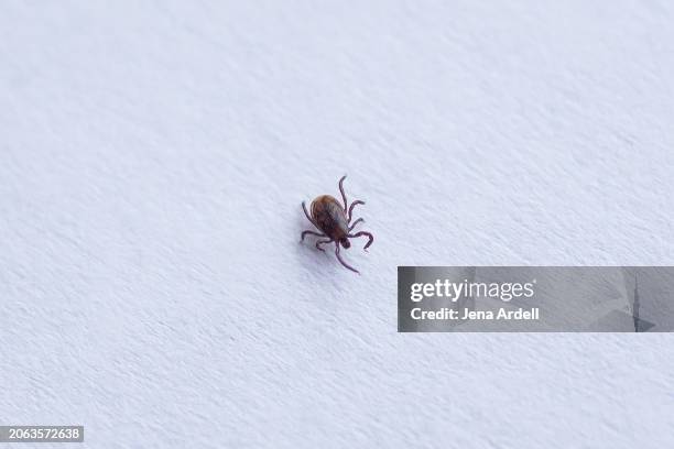 ticks and lyme's disease: dog tick, aka wood tick, on white background - spotted fever stock pictures, royalty-free photos & images