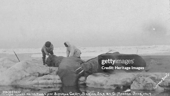 Walrus Killed On Ice Floes Off Siberian Coast