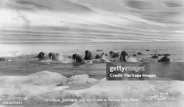 Walrus[Es] Among The Ice Floes In Bering Sea