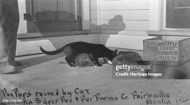 Fox pups raised by cat at Alaska Silver Fox and Fur Farms Co., between circa 1900 and circa 1930. Creator: Unknown.