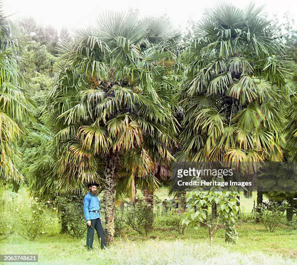 Alley Of Chamaerops Excelsus [Windmill Palm]