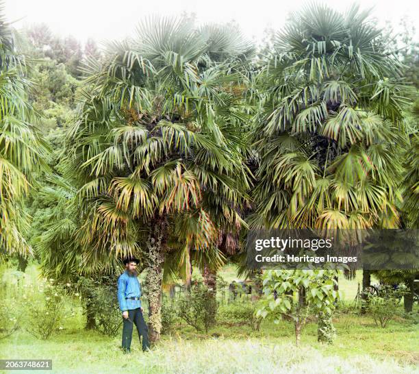 Alley of Chamaerops excelsus [windmill palm], between 1905 and 1915. Russia? Trachycarpus fortunei, the Chinese windmill palm or Chusan palm, is a...