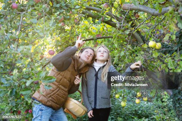 mother and daughter picking apples - landwirtschaftliche tätigkeit stock-fotos und bilder