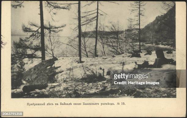Coastal forest on Lake Baikal near the Baklany junction, 1905. National Library of Russia. Creator: Unknown.