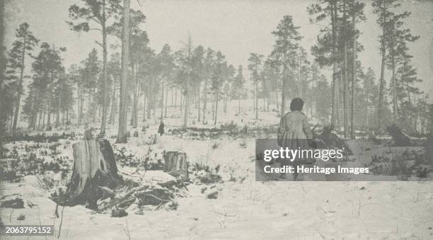 Forest on the Circum-Baikal Road, 1906. National Library of Russia. Creator: Unknown.