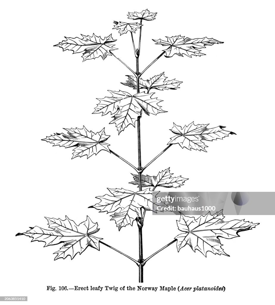Natural History of Plants, Victorian Botanical Illustration, 1897
Erect Leafy Twig of the Norway Maple (Acer plantnoides)