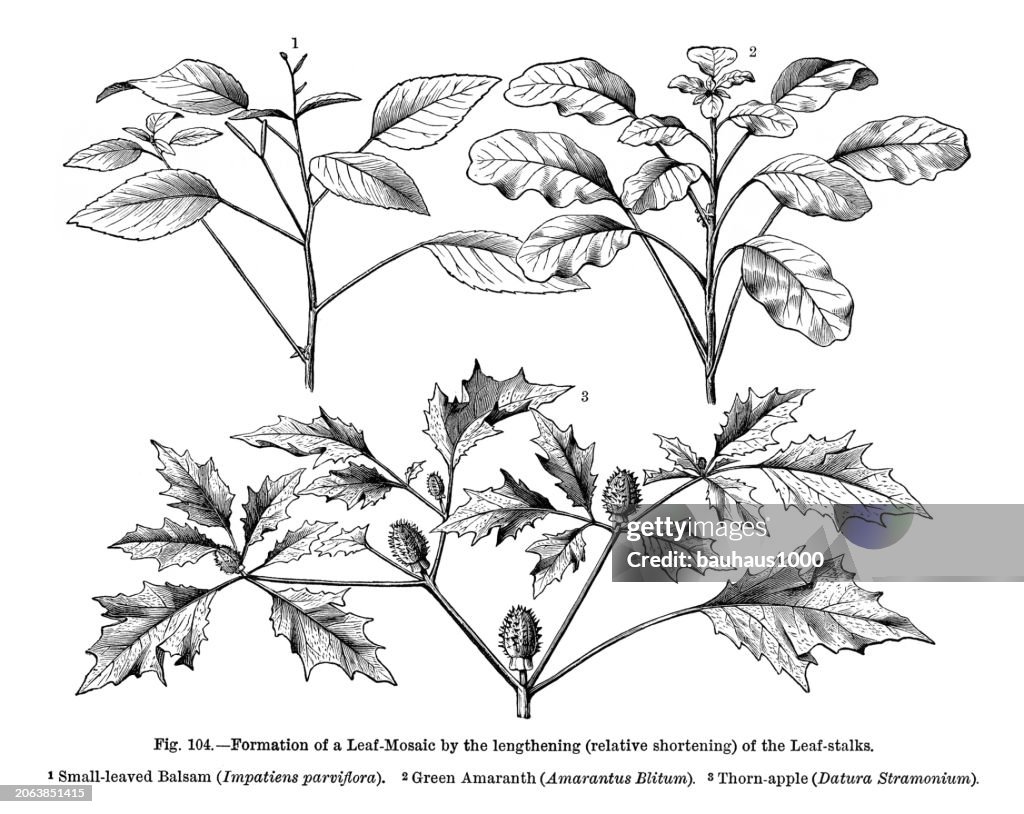 Natural History of Plants, Victorian Botanical Illustration, 1897Formation of a Leaf Mosaic