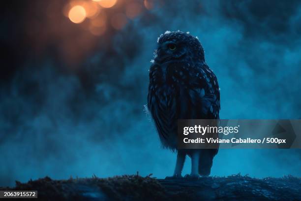 close-up of owl of prey perching on rock - caballero stock pictures, royalty-free photos & images